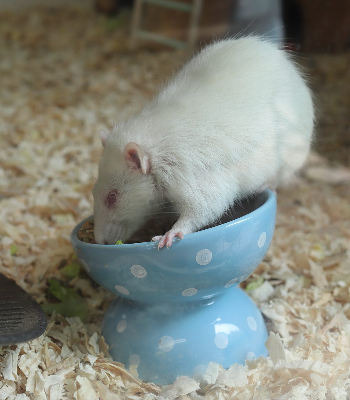 George, eine Albino-Ratte, frisst aus einer gepunkteten Schüssel. Er bewacht die Flags.